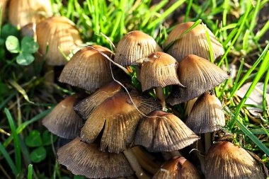 Çimenlerde yetişen bir grup kahverengi mantar.