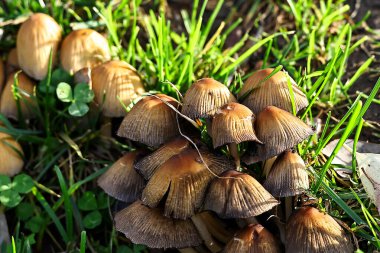 Yaban mantarları gün ışığında ağaç gövdesinin yanında büyüyor.