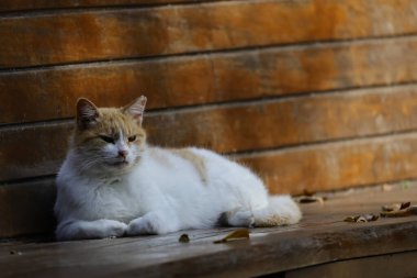 Rahat sokak kedisi, tahta bankta uzanmış, doğal ışıkta.