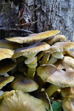 Yaban mantarı şapkasını ve doğal dokuya sahip solungaçlarını kapat.
