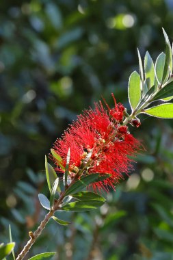 Güzel çiçeklerin güzel manzarasını kapat.