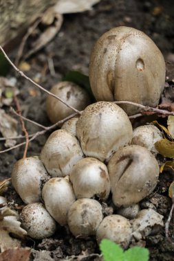 Coprinopsis Atramentaria Fethi PasaKorusu