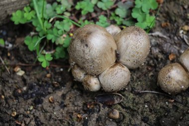 Coprinopsis Atramentaria Fethi Paşa Korusu