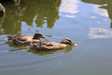 Ördekler suda yüzer.