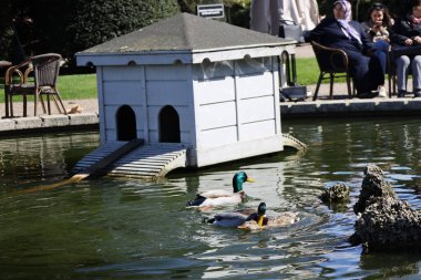 Beyaz ördekler ve ördeklerin olduğu güzel bir göl manzarası.