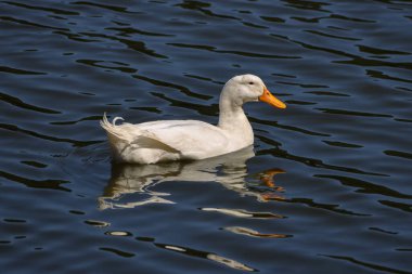 Ayados Şehir Ormanı, İstanbul 'da Beyaz Ördek