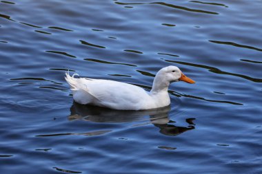 Ayados Şehir Ormanı, İstanbul 'da Beyaz Ördek