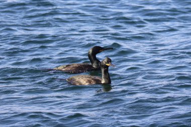 Güzel bir kuşun yakın çekimi.