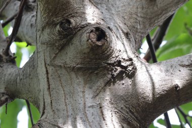 Ağaç kabuğu, bitki ve doğa.