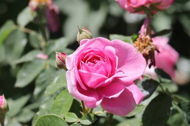 pembe Gül çiçek yakın çekim