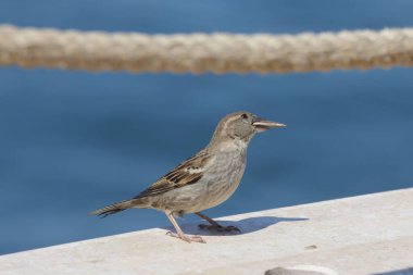 Denizin çatısındaki serçeye yaklaş.