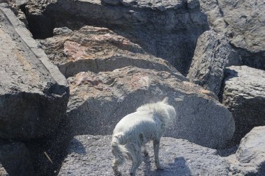 Dağlarda bir köpek