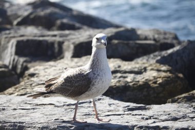 Kayalık sahilde bir martı.