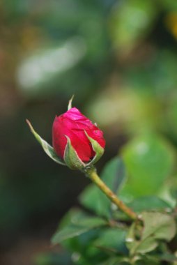 Bahçedeki güzel kırmızı gül