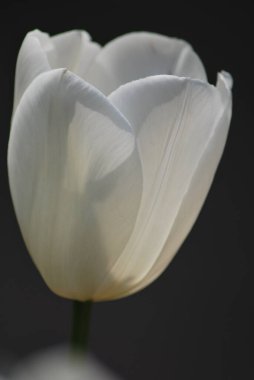 Bahçedeki güzel beyaz lale çiçeği