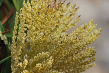 Bahçedeki sarı çiçekler