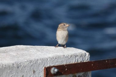Evin çatısındaki kuş. Yunanca Beton Adası.