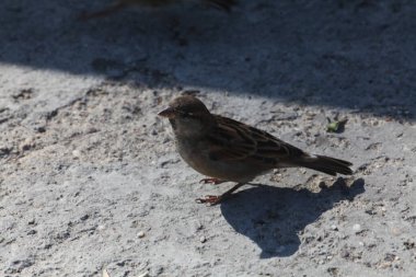 Taş bir yüzeydeki serçenin yakın çekim görüntüsü.