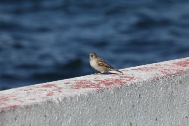 Deniz kıyısında martı