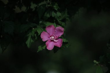 Bahçedeki güzel çiçekler