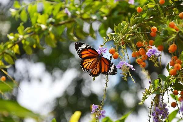 Butterfly Duranta erecta flowers and Duranta erecta orange fruits — Stock Photo, Image