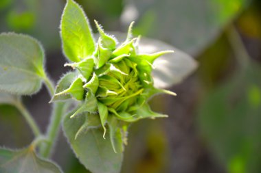 Ayçiçeği çiçeklenme çiçek çiçek