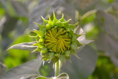 Ayçiçeği çiçeklenme çiçek çiçek