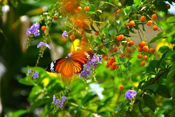 Borboleta e flores — Fotografia de Stock