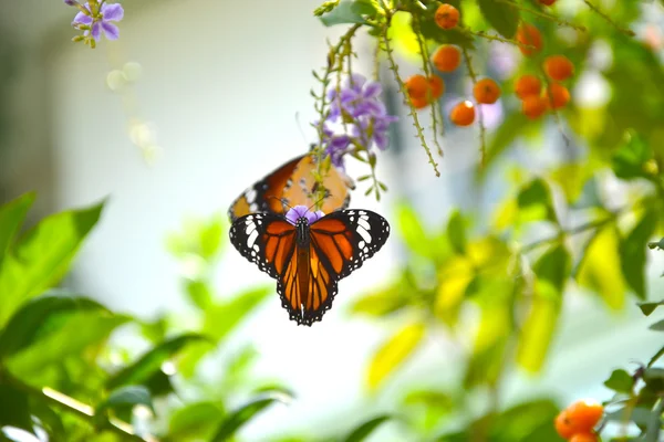 Butterfly and  flowers — Stock Photo, Image