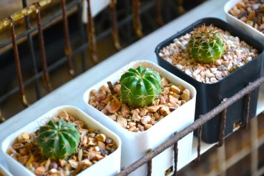 Kaktüs Cereus hexagonus olduğunu