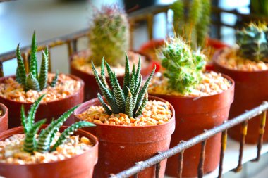 Kaktüs Cereus hexagonus olduğunu