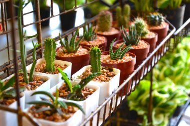 Kaktüs Cereus hexagonus olduğunu