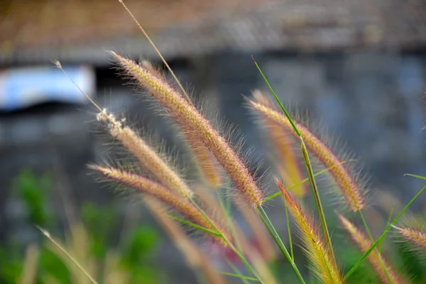 Flor de grama ou — Fotografia de Stock