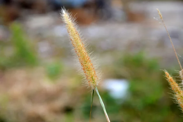 Травяной цветок или — стоковое фото