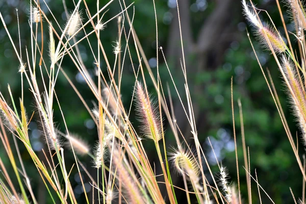 Grass flower or — Stock Photo, Image