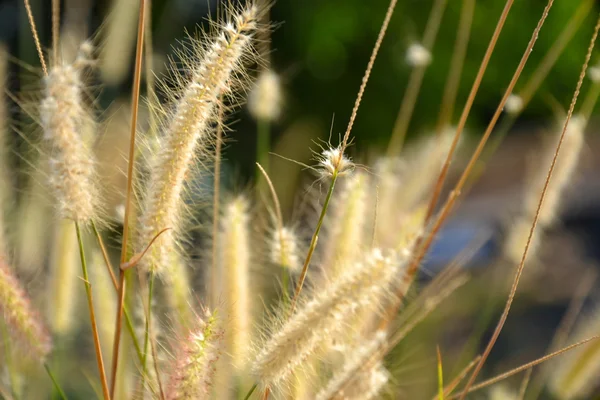 Flor de grama ou — Fotografia de Stock