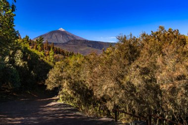Beautiful view of Mount Teide volcano on Tenerife, Canary Islands, Spain. Majestic volcanic peak rising above green forests under a clear blue sky. Nature, travel, and adventure landscape concept.
