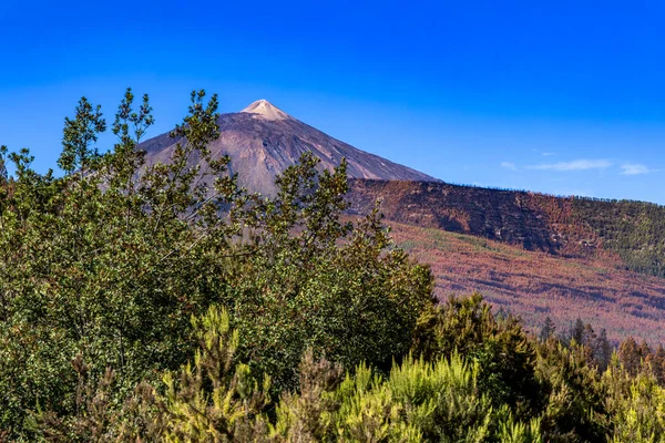 Beautiful view of Mount Teide volcano on Tenerife, Canary Islands, Spain. Majestic volcanic peak rising above green forests under a clear blue sky. Nature, travel, and adventure landscape concept.