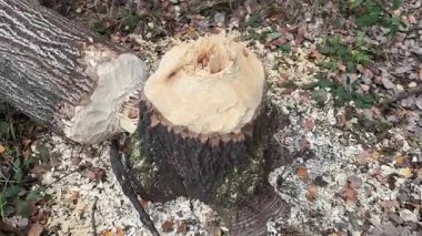 Yeni çocuk parkı, slaytlar, su püskürtüleri, atlıkarınca, trambolinler, parktaki çocuk eğlenceleri, çocuk parkı tadilatı