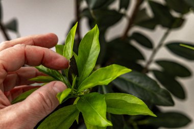 Bir bahçıvan kiraz ağacından yaşlı, hastalıklı yaprakları çıkarır, eski yaprakları temizler, kiraz ağacından yaralı ve hastalıklı filizler, bahçe makası ile budanmış saksı bitkileri, baharın başında yeşil kiraz yaprakları yetiştirir, orna yetiştirir.