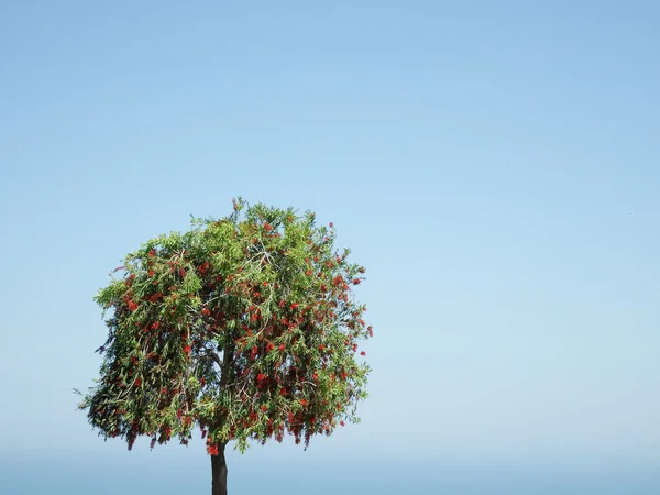 Ensamt träd på himmel bakgrund — Stockfoto