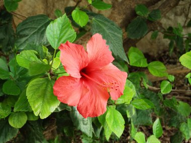 büyük kırmızı çiçek