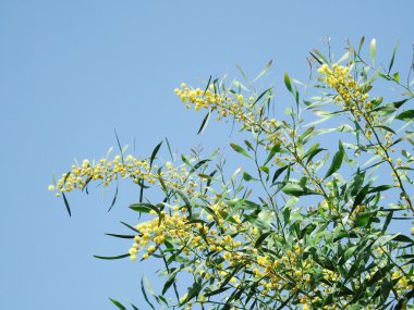 Çiçek açan bir ağacın dalı