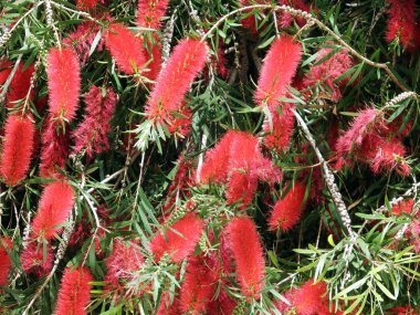 Çiçek açan bir ağacın dalı