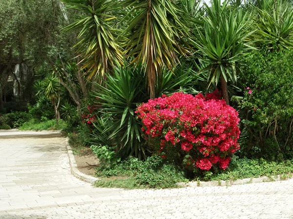 Kırmızı çiçekler ile bush