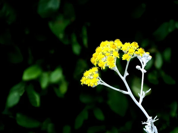 Små gula blommor i strålar av ljus — Stockfoto