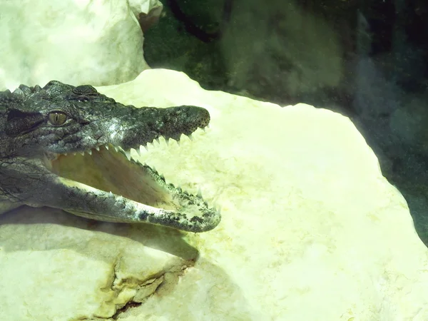 Crocodile with wide open mouth — Stock Photo, Image