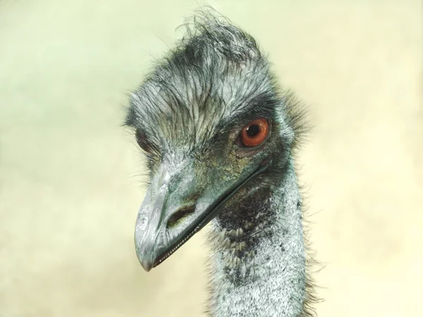 Cabeza de emu, cara completa — Foto de Stock