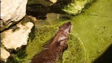 su samuru yüzüyor ve dalış 