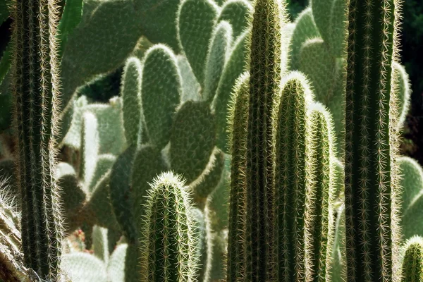 Zarośla kaktus — Zdjęcie stockowe